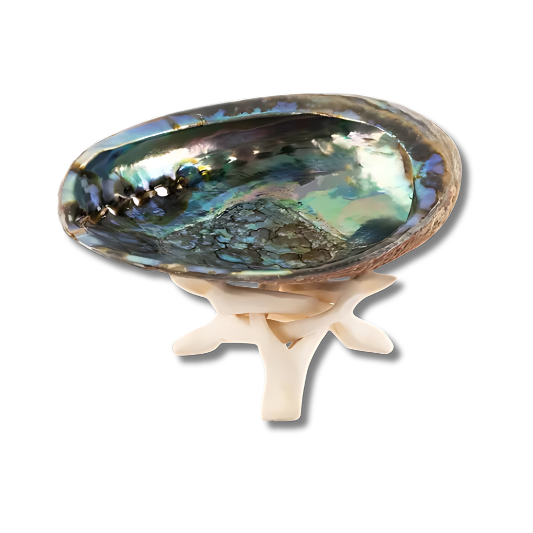 Natural Abalone Shell with Stand