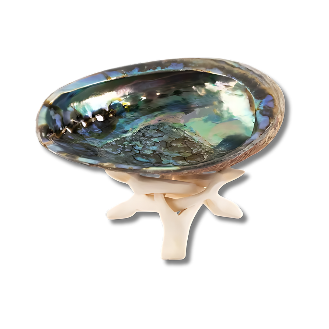 Natural Abalone Shell with Wooden Stand